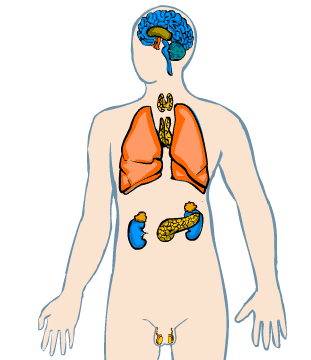 Sistema endocrí